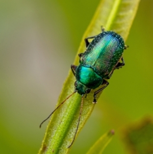 Ellopidia sp. (genus) at Penrose, NSW - 28 Dec 2021