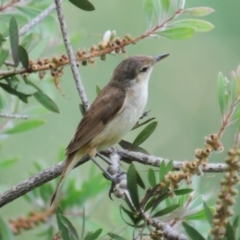 Acrocephalus australis (Australian Reed-Warbler) at Fyshwick, ACT - 10 Jan 2022 by Harrisi