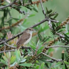 Acrocephalus australis at Fyshwick, ACT - 11 Jan 2022