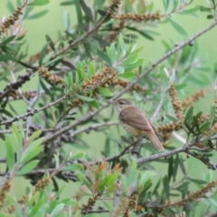 Acrocephalus australis at Fyshwick, ACT - 11 Jan 2022