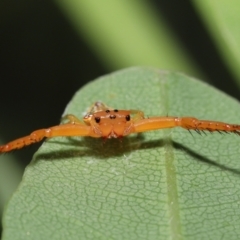 Arkys walckenaeri (Triangle spider) at ANBG - 9 Jan 2022 by TimL