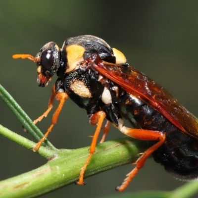 Perga dorsalis (Steel-blue sawfly, spitfire) at Acton, ACT - 9 Jan 2022 by TimL