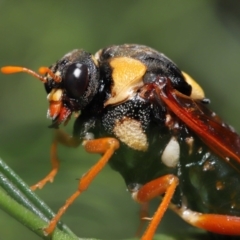 Perga dorsalis at Acton, ACT - 9 Jan 2022