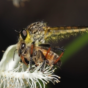 Zosteria rosevillensis at Acton, ACT - 9 Jan 2022 01:25 PM