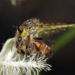 Zosteria rosevillensis (A robber fly) at Acton, ACT - 9 Jan 2022 by TimL