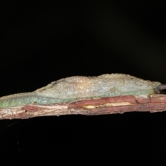 Cystopelta sp. (genus) (Unidentified Cystopelta Slug) at Acton, ACT - 7 Jan 2022 by TimL