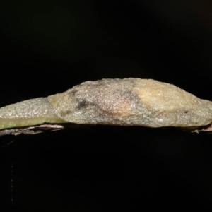 Cystopelta sp. (genus) at Acton, ACT - 7 Jan 2022