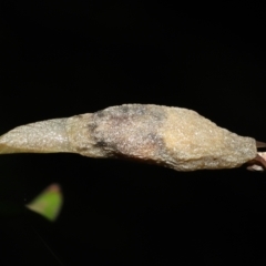 Cystopelta sp. (genus) at Acton, ACT - 7 Jan 2022