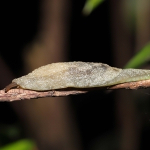 Cystopelta sp. (genus) at Acton, ACT - 7 Jan 2022