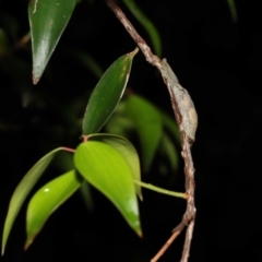 Cystopelta sp. (genus) at Acton, ACT - 7 Jan 2022