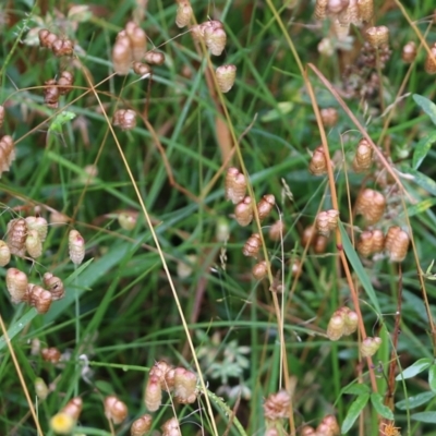 Briza maxima (Quaking Grass, Blowfly Grass) at Ben Boyd National Park - 3 Jan 2022 by KylieWaldon