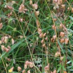 Briza maxima (Quaking Grass, Blowfly Grass) at Ben Boyd National Park - 2 Jan 2022 by KylieWaldon