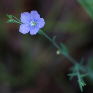 Linum marginale at Pambula Beach, NSW - 3 Jan 2022