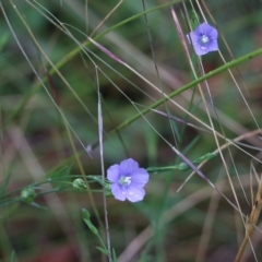 Linum marginale at Pambula Beach, NSW - 3 Jan 2022 08:25 AM