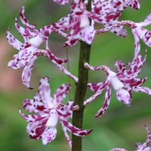 Dipodium variegatum at Pambula Beach, NSW - suppressed