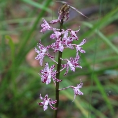 Dipodium variegatum at Pambula Beach, NSW - suppressed