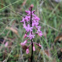 Dipodium roseum (Rosy Hyacinth Orchid) at Pambula Beach, NSW - 2 Jan 2022 by KylieWaldon