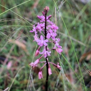 Dipodium roseum at Pambula Beach, NSW - 3 Jan 2022