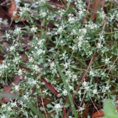 Poranthera microphylla (Small Poranthera) at Ben Boyd National Park - 2 Jan 2022 by KylieWaldon