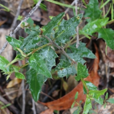 Podolobium ilicifolium (Prickly Shaggy-pea) at Ben Boyd National Park - 2 Jan 2022 by KylieWaldon