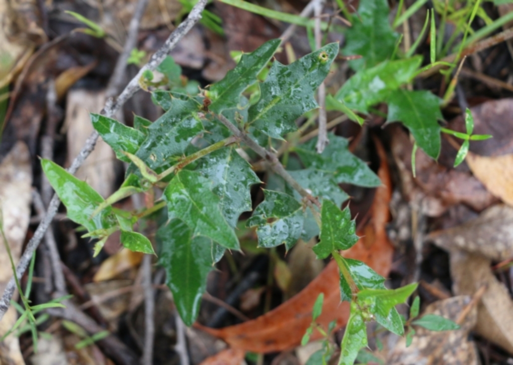 Podolobium ilicifolium at Pambula Beach, NSW - 3 Jan 2022