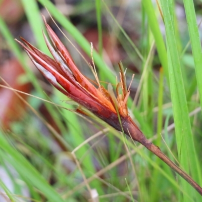 Unidentified Lily or Iris at Pambula Beach, NSW - 2 Jan 2022 by KylieWaldon