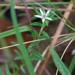 Unidentified Other Wildflower or Herb (TBC) at Pambula Beach, NSW - 2 Jan 2022 by KylieWaldon