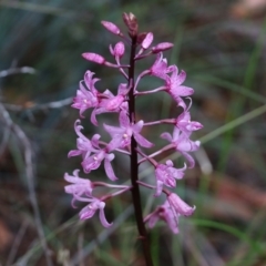 Dipodium roseum (Rosy hyacinth orchid) at Ben Boyd National Park - 2 Jan 2022 by KylieWaldon