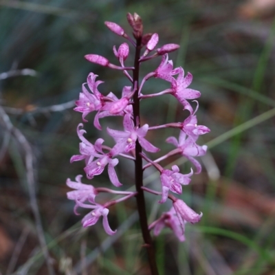Dipodium roseum (Rosy Hyacinth Orchid) at Ben Boyd National Park - 2 Jan 2022 by KylieWaldon