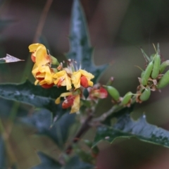 Podolobium ilicifolium (prickly shaggy-pea) at Ben Boyd National Park - 3 Jan 2022 by KylieWaldon