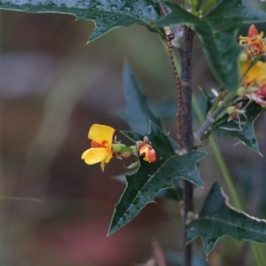 Podolobium ilicifolium at Pambula Beach, NSW - 3 Jan 2022 08:29 AM