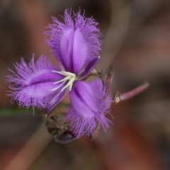 Thysanotus tuberosus subsp. tuberosus (Common Fringe-lily) at Ben Boyd National Park - 2 Jan 2022 by KylieWaldon
