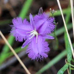 Thysanotus tuberosus subsp. tuberosus at Pambula Beach, NSW - 3 Jan 2022