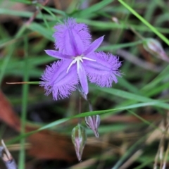 Thysanotus tuberosus subsp. tuberosus at Pambula Beach, NSW - 3 Jan 2022