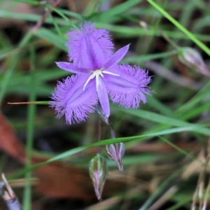 Thysanotus tuberosus subsp. tuberosus at Pambula Beach, NSW - 3 Jan 2022