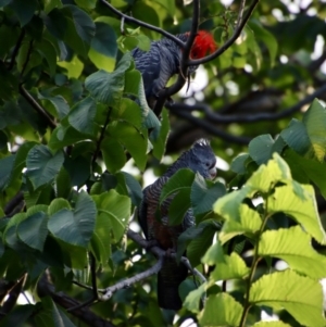 Callocephalon fimbriatum at Hughes, ACT - 12 Jan 2022