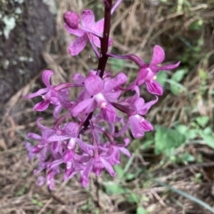 Dipodium roseum (Rosy hyacinth orchid) at Crace, ACT - 9 Jan 2022 by Jenny54