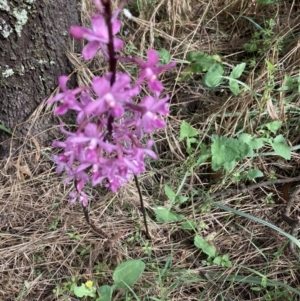 Dipodium roseum at Crace, ACT - 10 Jan 2022