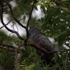 Callocephalon fimbriatum (Gang-gang Cockatoo) at Hughes, ACT - 12 Jan 2022 by LisaH