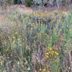 Chrysocephalum semipapposum (Clustered Everlasting) at Mount Majura - 11 Jan 2022 by waltraud