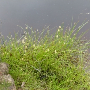 Eleocharis atricha at Boro, NSW - 11 Jan 2022