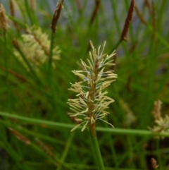 Eleocharis atricha at Boro, NSW - 11 Jan 2022