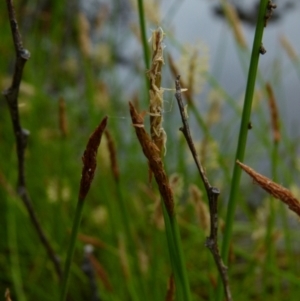 Eleocharis atricha at Boro, NSW - 11 Jan 2022