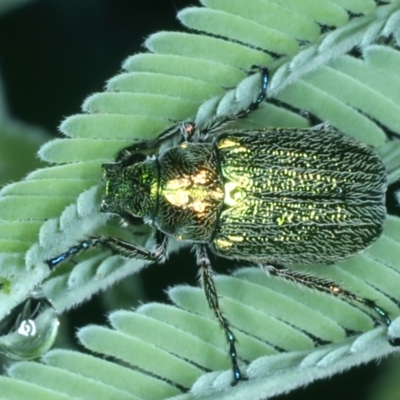 Diphucephala sp. (genus) (Green Scarab Beetle) at Mulloon, NSW - 9 Jan 2022 by jbromilow50