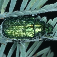 Diphucephala sp. (genus) at Mulloon, NSW - 10 Jan 2022