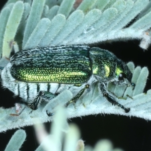 Diphucephala sp. (genus) at Mulloon, NSW - 10 Jan 2022