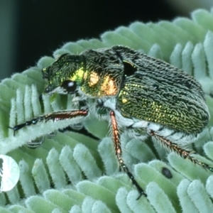 Diphucephala sp. (genus) at Mulloon, NSW - 10 Jan 2022