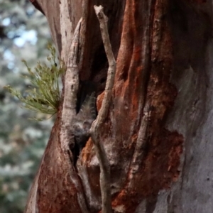 Callocephalon fimbriatum at Hughes, ACT - 12 Jan 2022