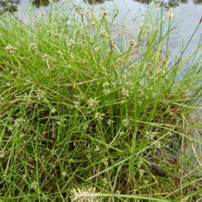 Isolepis inundata (Swamp Club Rush) at Boro - 10 Jan 2022 by Paul4K