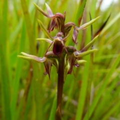 Corunastylis oligantha (Mongarlowe Midge Orchid) at Boro - 11 Jan 2022 by Paul4K